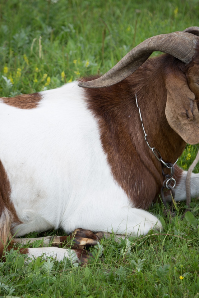 Большой козел лежит на зеленой траве
