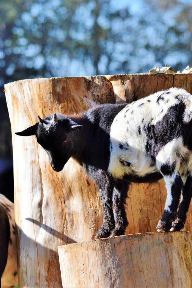 Коза с козленком у старого дерева