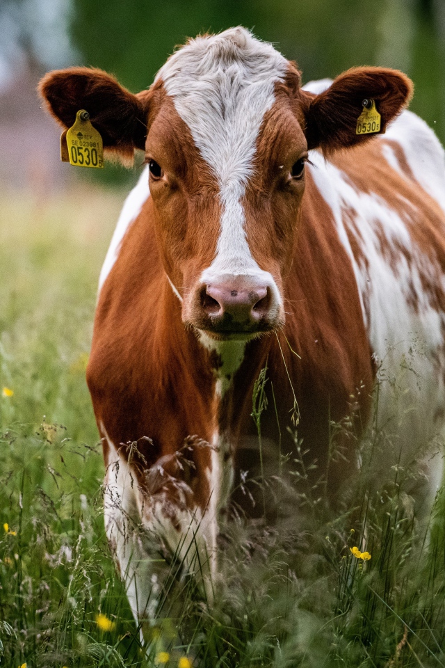 Большая домашняя корова на траве 