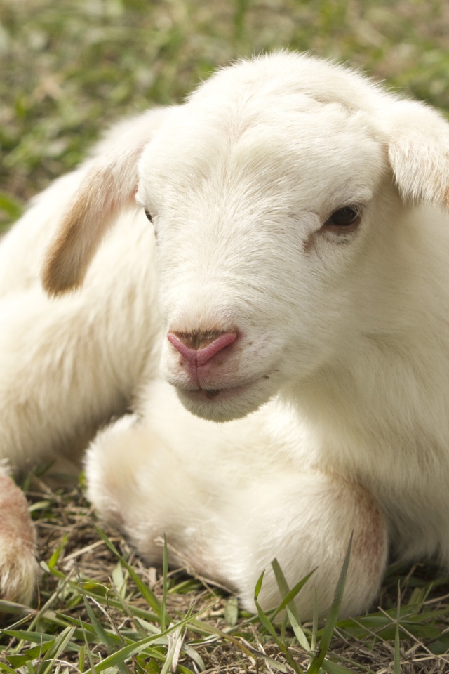 Маленький белый ягненок лежит на траве