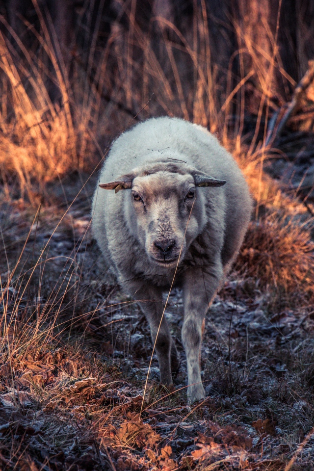 Овца гуляет по покрытой инеем траве 