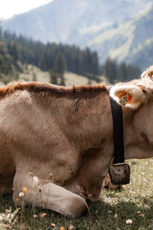 Симментальная корова лет на поляне