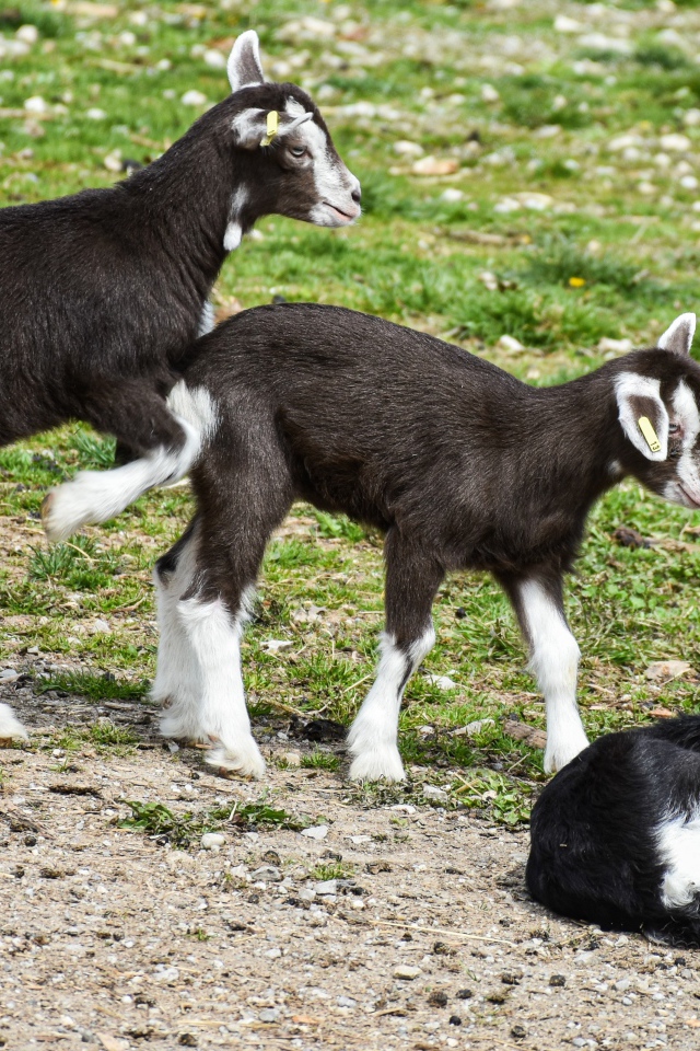 Три маленьких маленьких козленка на траве
