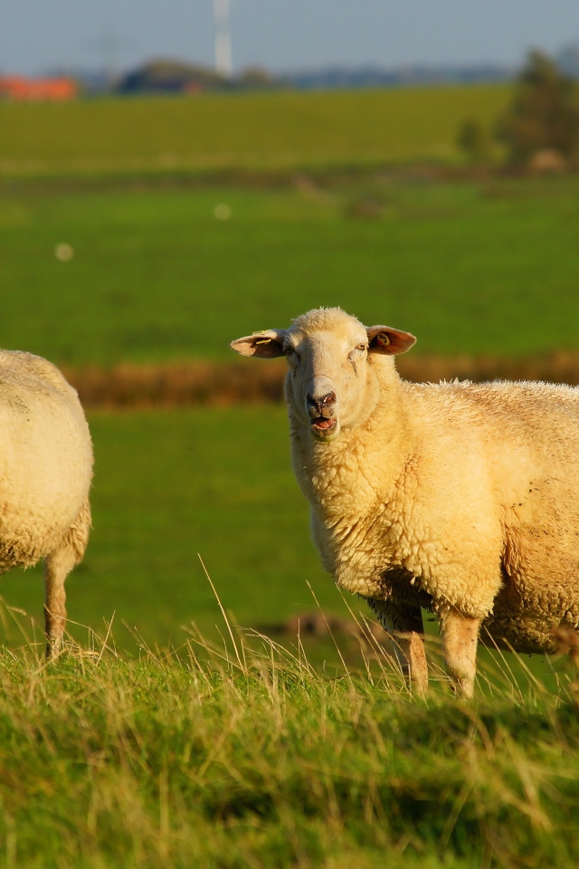 Две большие пушистые овцы на зеленой траве