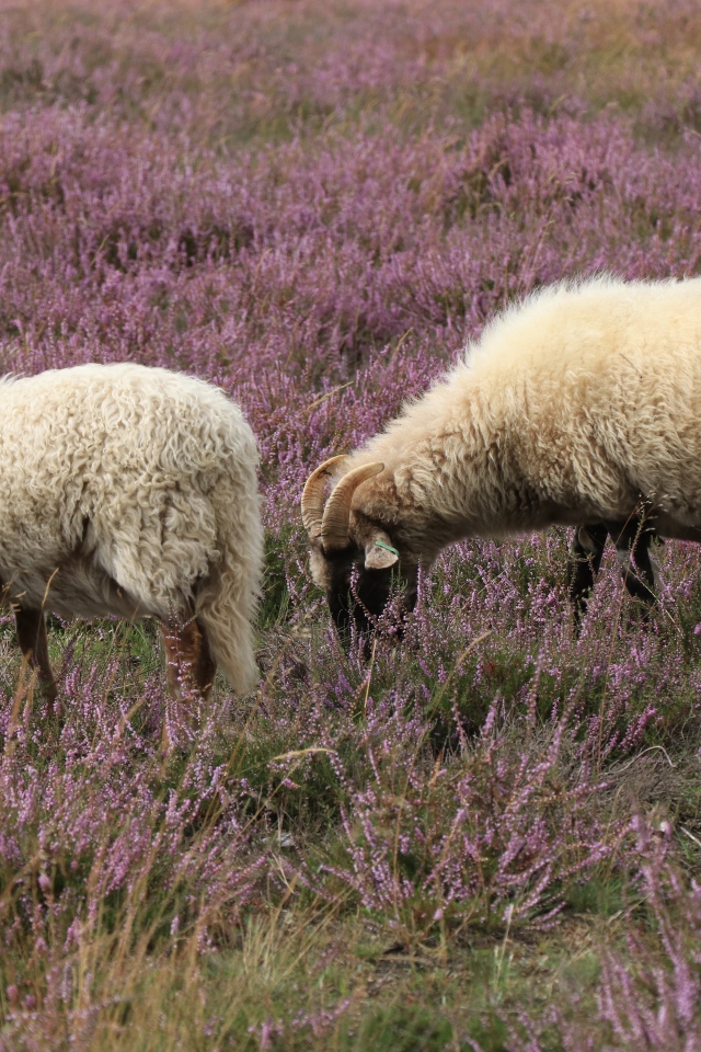 Две овцы на поле с розовыми цветами 
