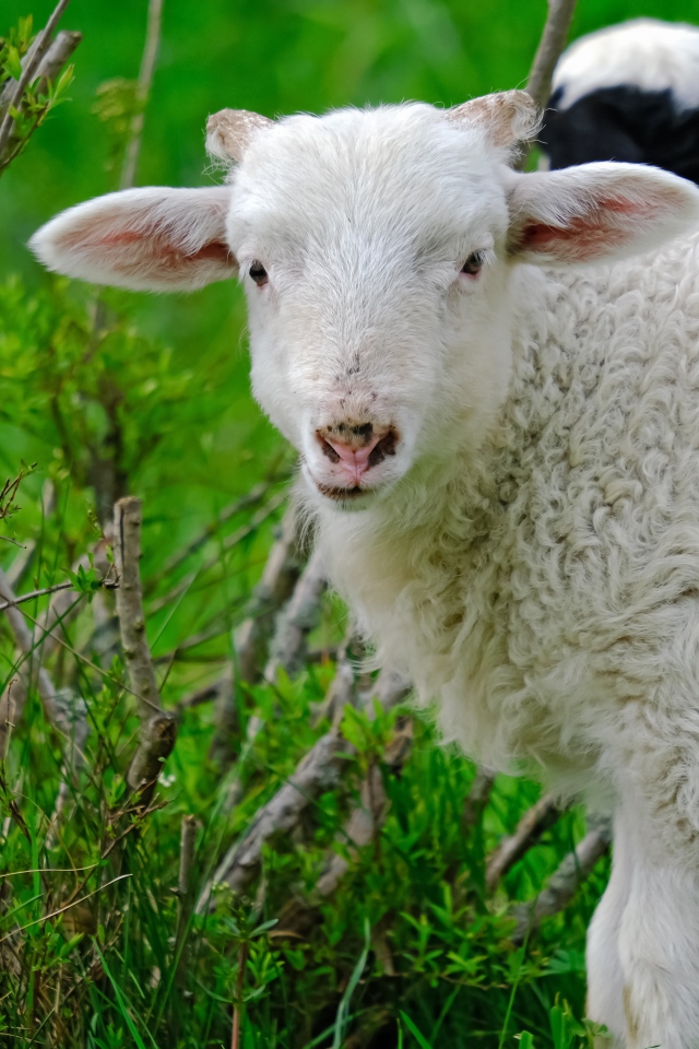 Белая овца пасется на зеленой траве 