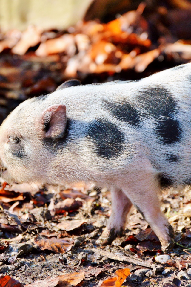 Маленький мини пиг гуляет в парке 