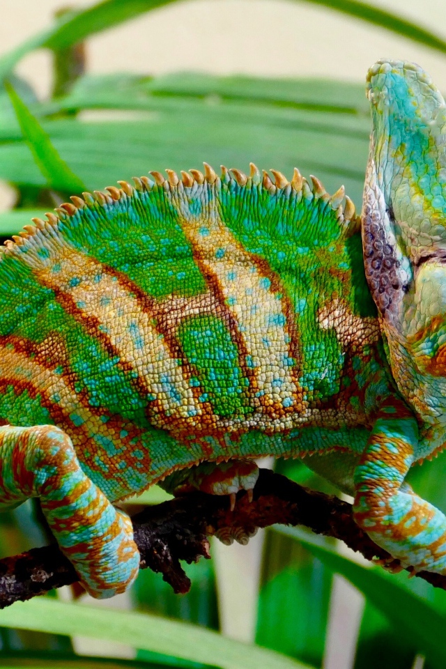 Красивый разноцветный хамелеон на ветке зеленого растения 