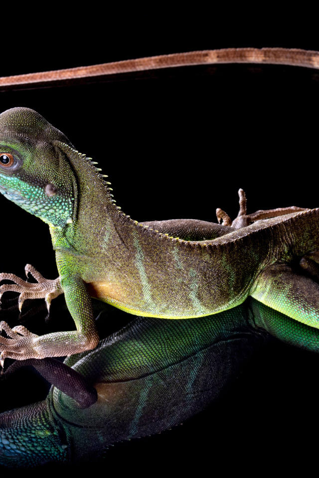 Красивая разноцветная ящерица на черном фоне 