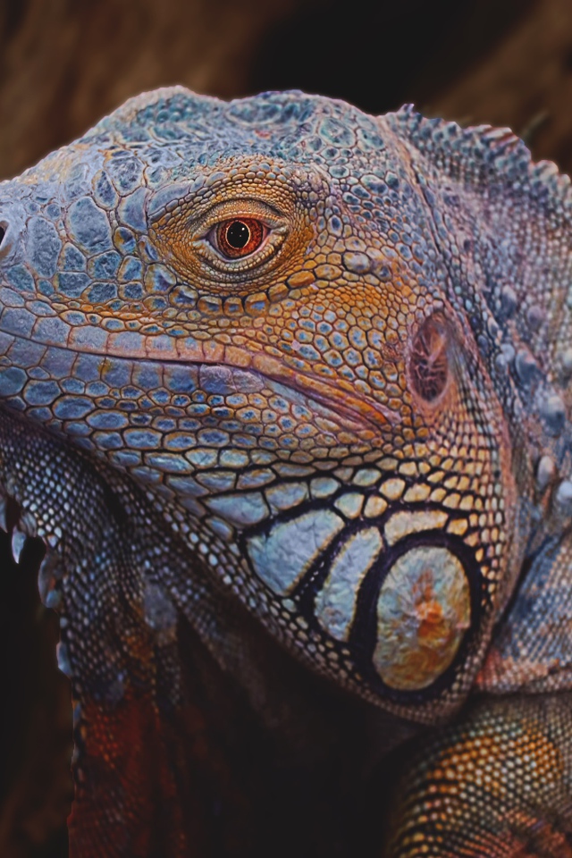 Большая голубая игуана крупным планом 
