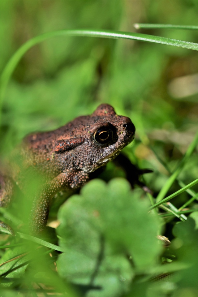 Большая лягушка сидит в зеленой траве