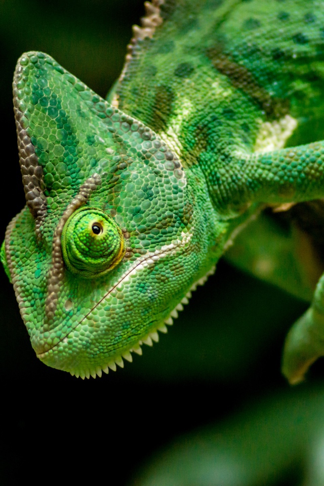 Большой зеленый хамелеон крупным планом