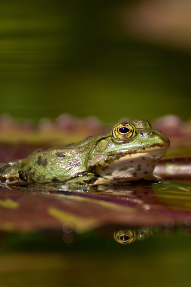 Большая зеленая лягушка на зеленом листе в воде