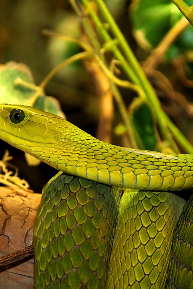 Большая зеленая змея в листьях 