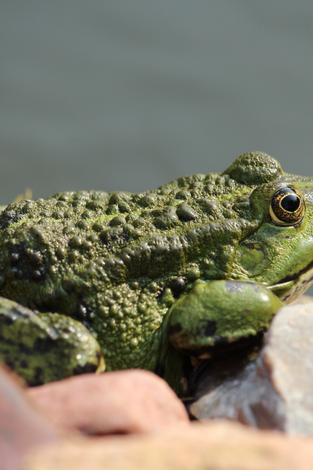 Большая зеленая жаба сидит на камне 