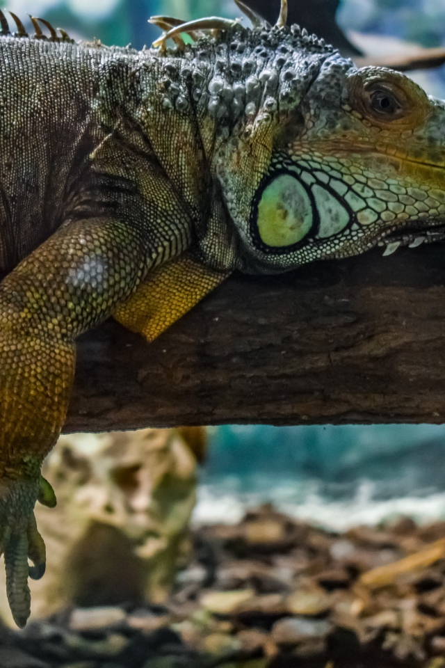 Big iguana resting on a tree