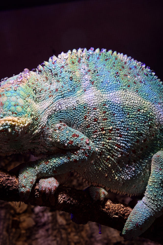 Голубой хамелеон сидит на ветке дерева 