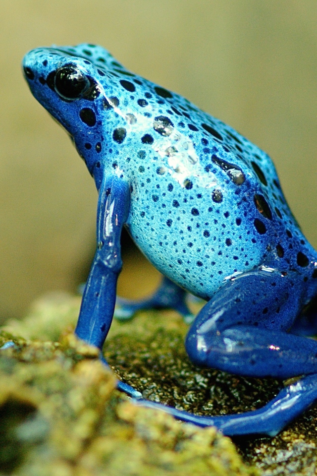 Blue exotic frog on a stone