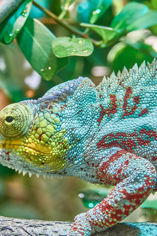 Голубая игуана сидит на ветке дерева