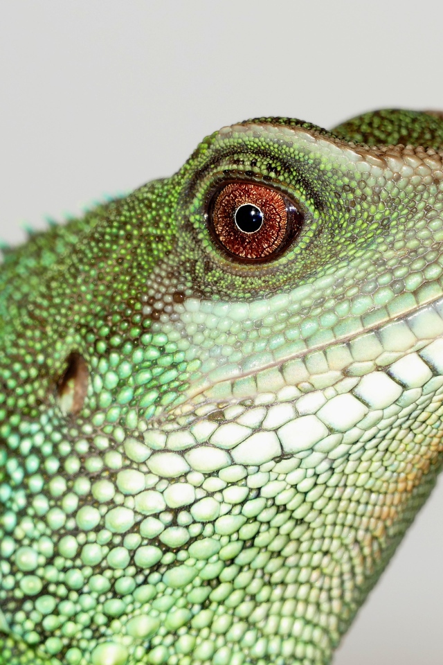 Китайский водный дракон на сером фоне