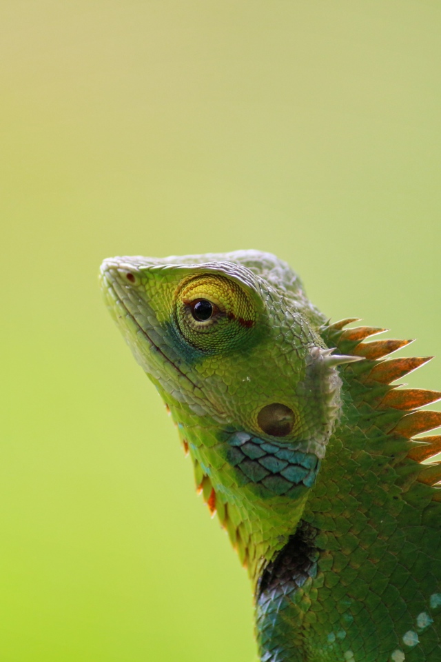 Зеленый хамелеон сливается с фоном