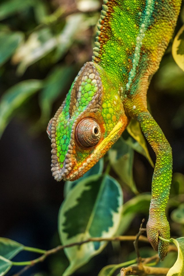 Зеленый хамелеон на ветке с зелеными листьями 