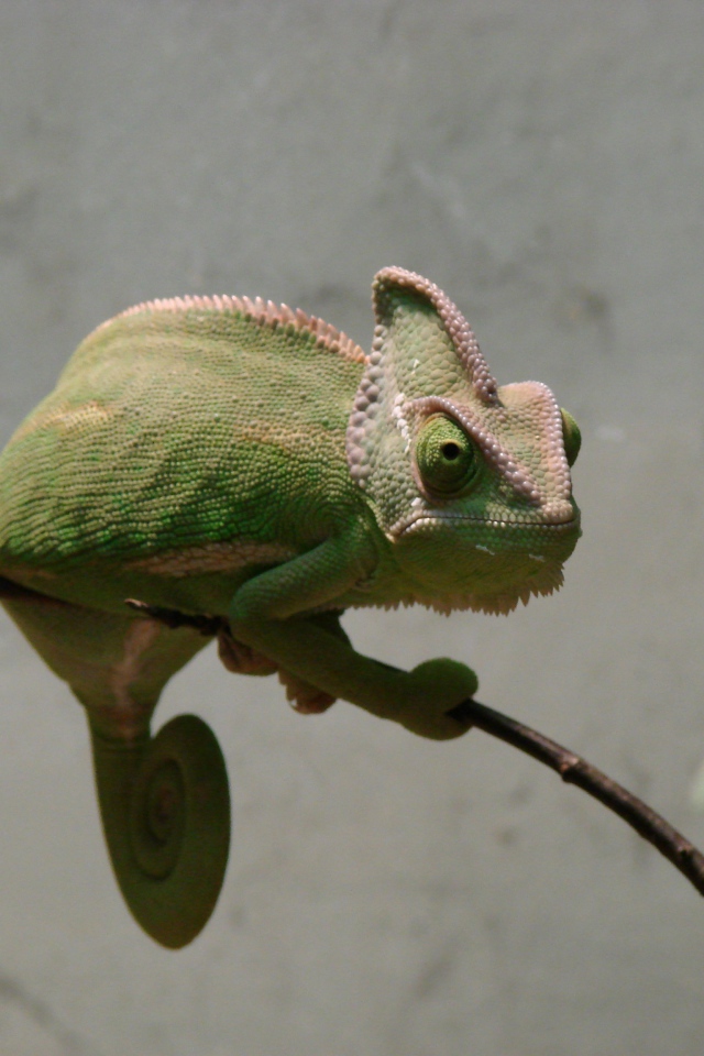 Зеленый хамелеон сидит на ветке на фоне серой стены