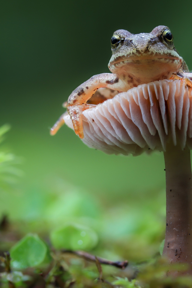 Зеленая лягушка сидит на грибе в лесу