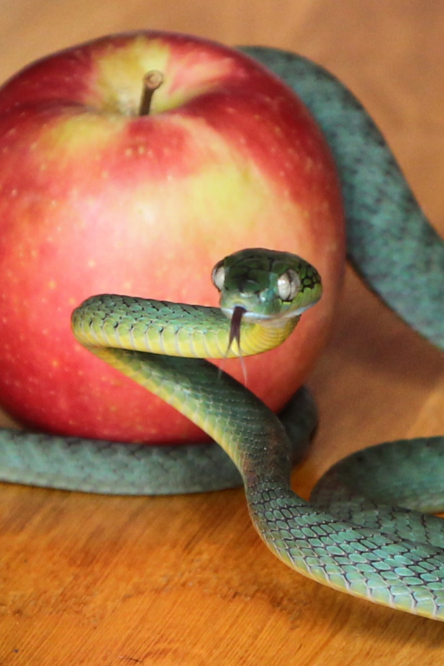 Зеленая змея с красным яблоком на столе 