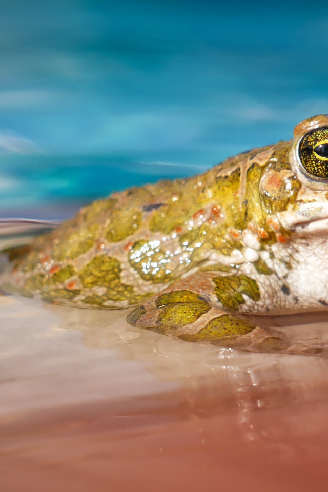 Зеленая жаба сидит в голубой воде