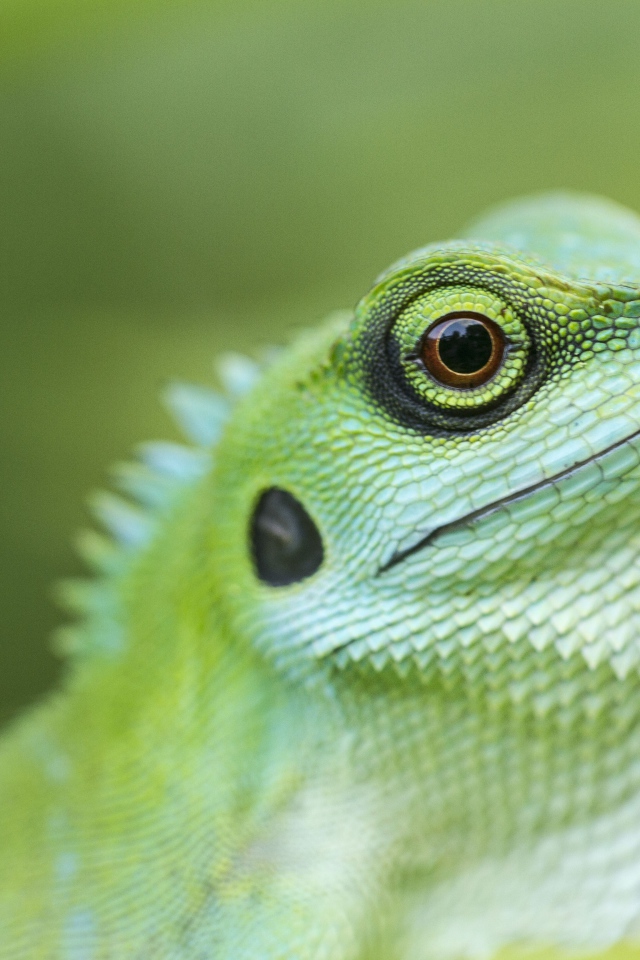 Голова зеленой хохлатой ящерицы крупным планом 