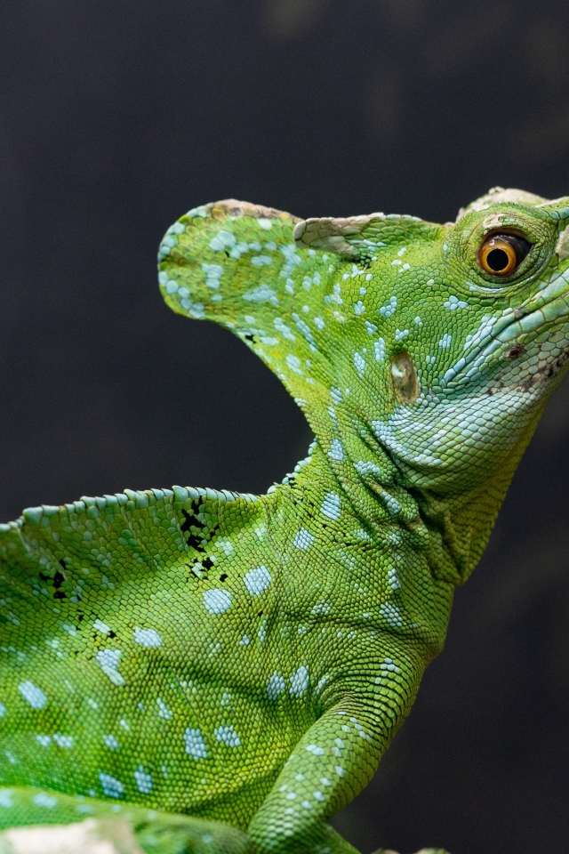 Большой зеленый василиск на сером фоне