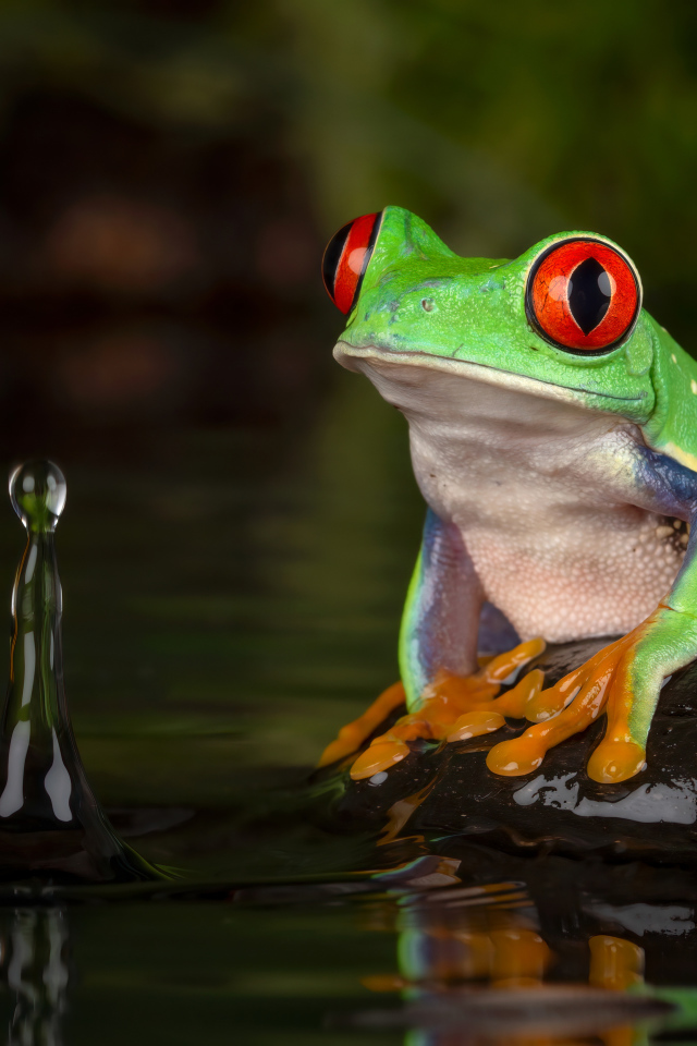 Большая зеленая лягушка на камне в воде 