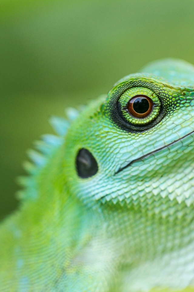 Большая зеленая ящерица крупным планом