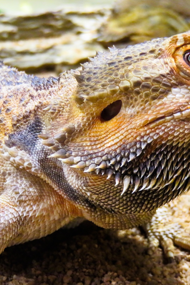 Большая колючая игуана крупным планом