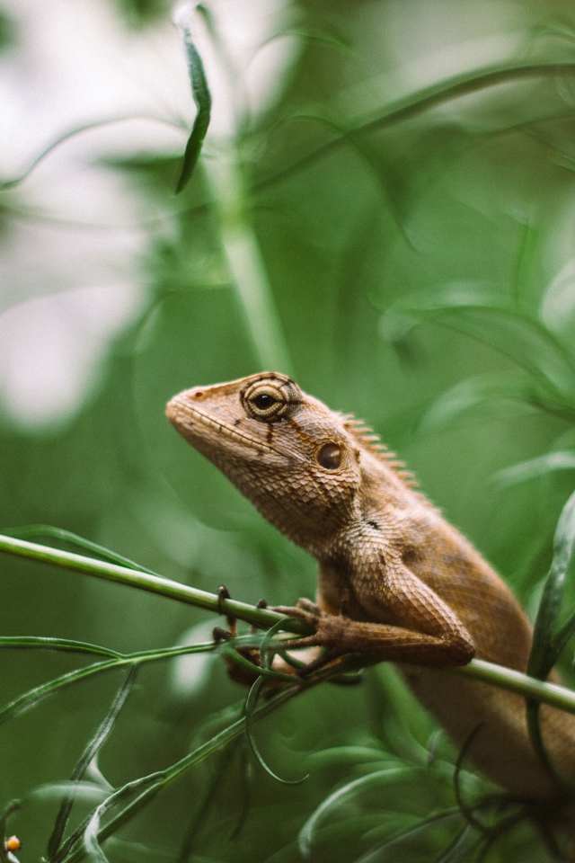 Маленькая игуана сидит на зеленой траве 