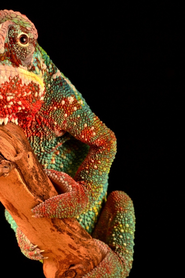 Разноцветный хамелеон на ветке на черном фоне