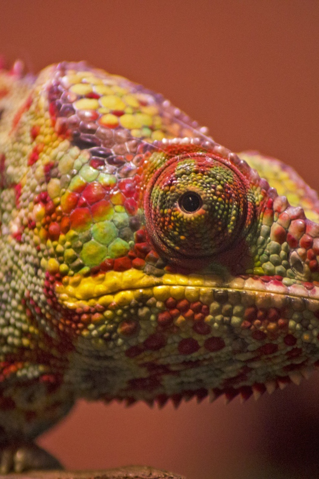 Разноцветный хамелеон сидит на ветке крупным планом
