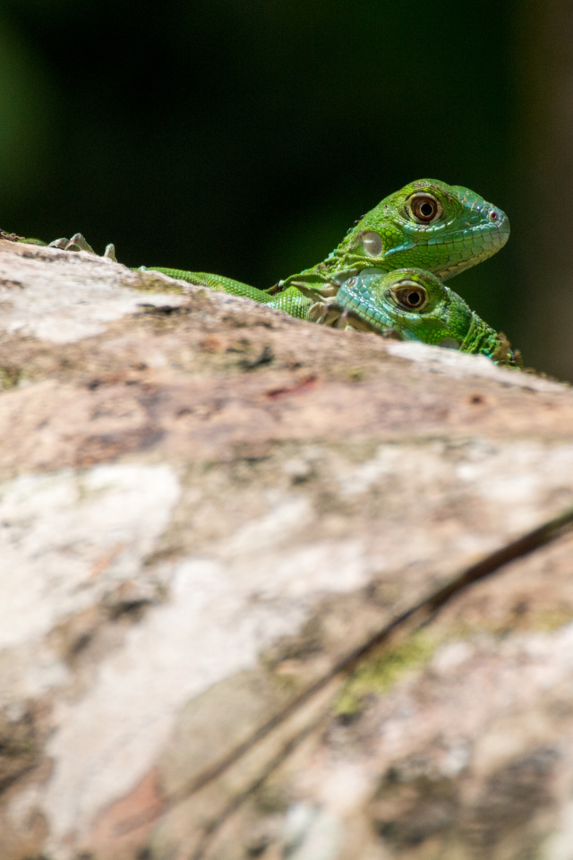 Две зеленых ящерицы на дереве