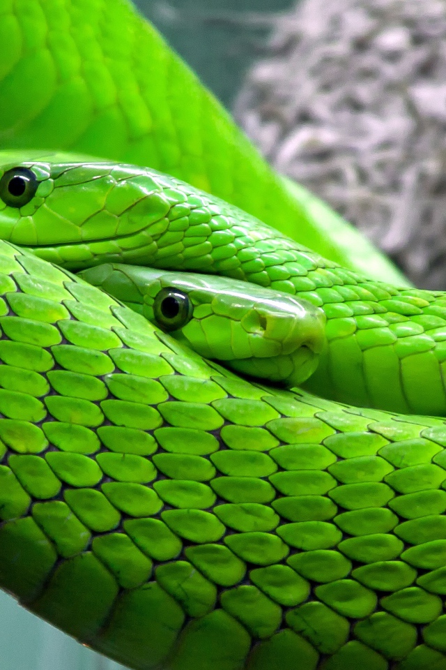 Две змеи зеленая мамба крупным планом