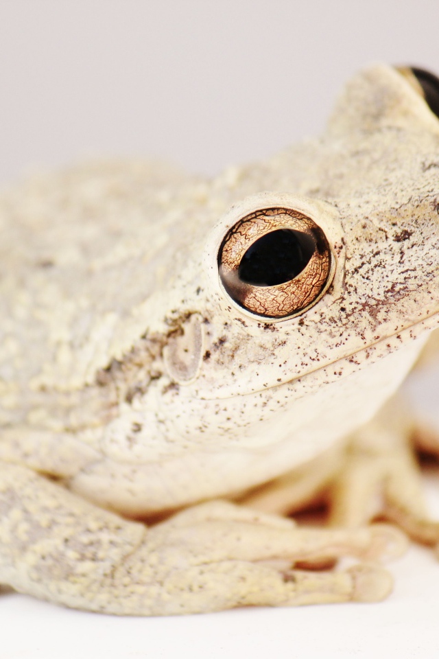 Белая жаба с большими глазами на сером фоне 