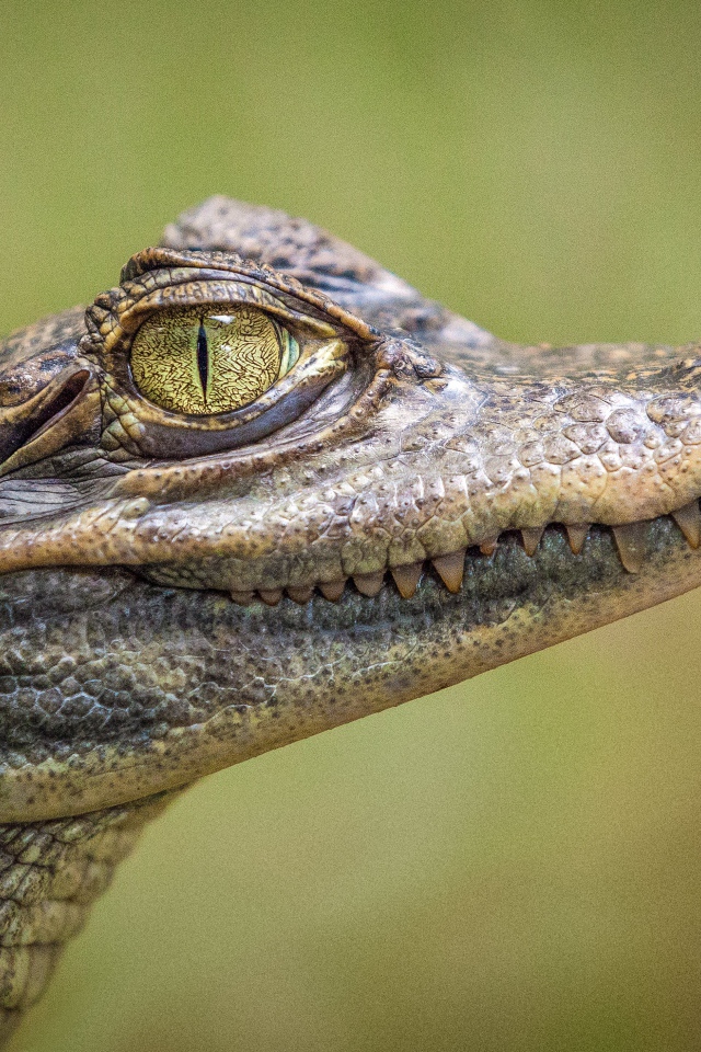 Молодой аллигатор с острыми зубами крупным планом