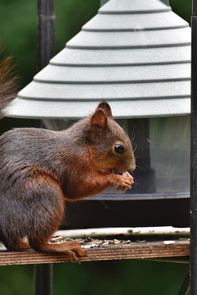 Большая рыжая белка грызет корм в кормушке 
