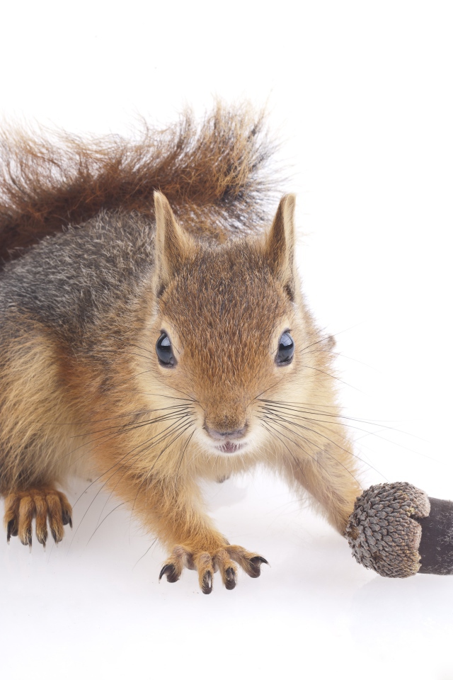 Funny squirrel with an acorn on a white background