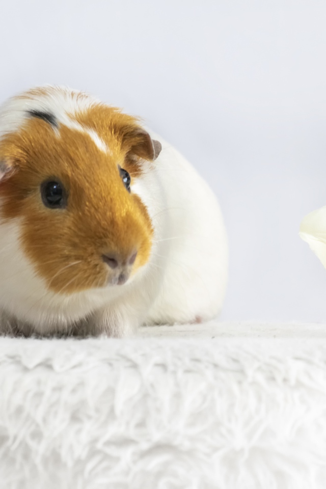 Морская свинка с белым цветком орхидеи