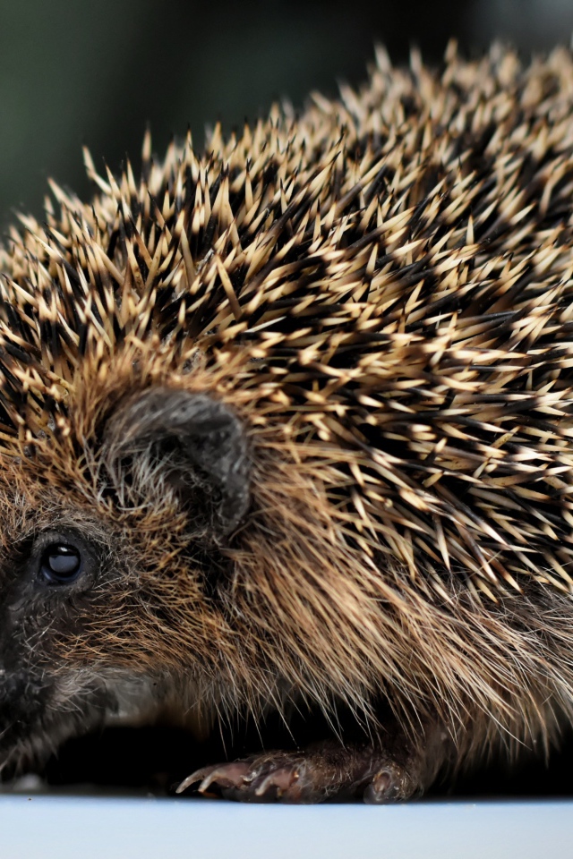 Большой старый колючий еж с длинными иголками