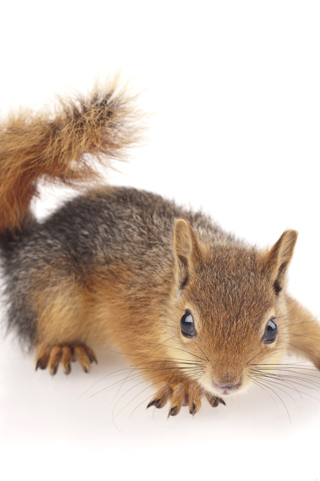 Little cute red squirrel on a white background