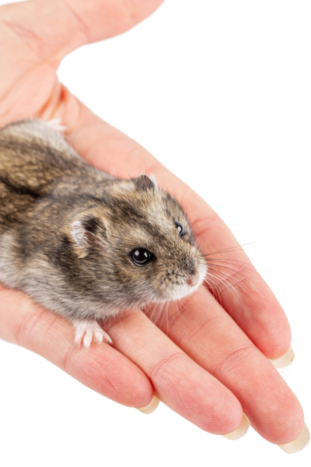 Маленький хомяк джунгарик на ладони 