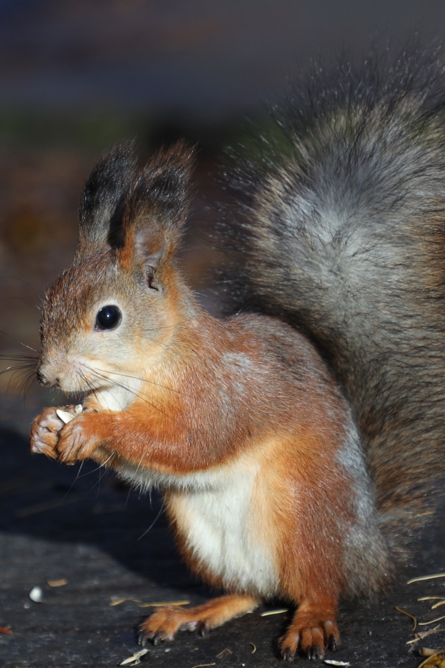 Маленькая рыжая белка грызет орех