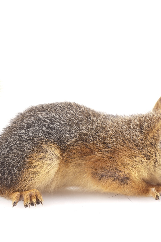 Маленькая рыжая белка на белом фоне 